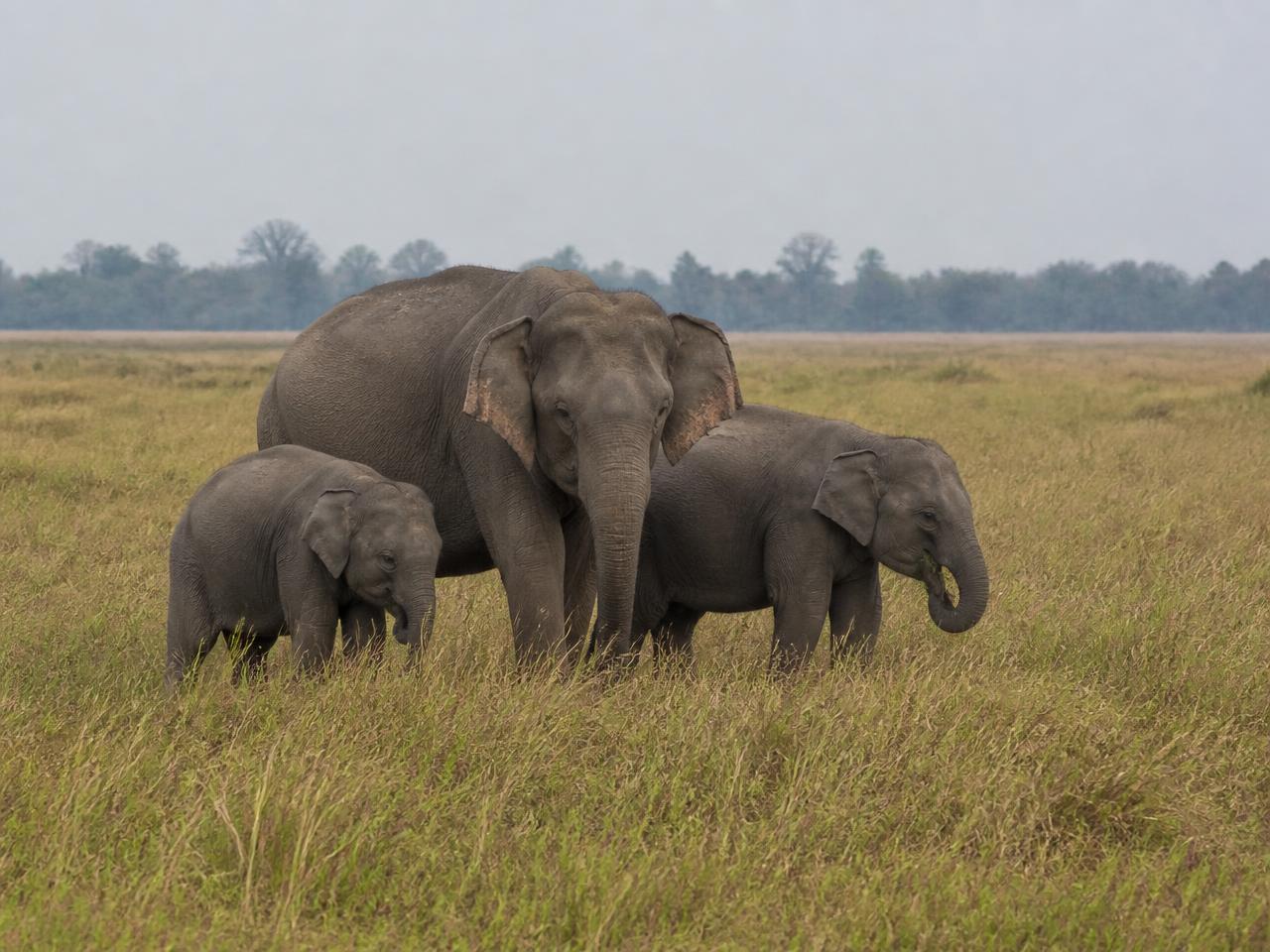 Elephant Herd