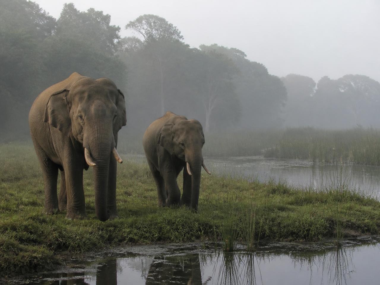 Elephant Wetland