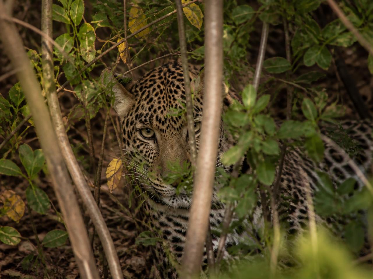 Leopard Forest