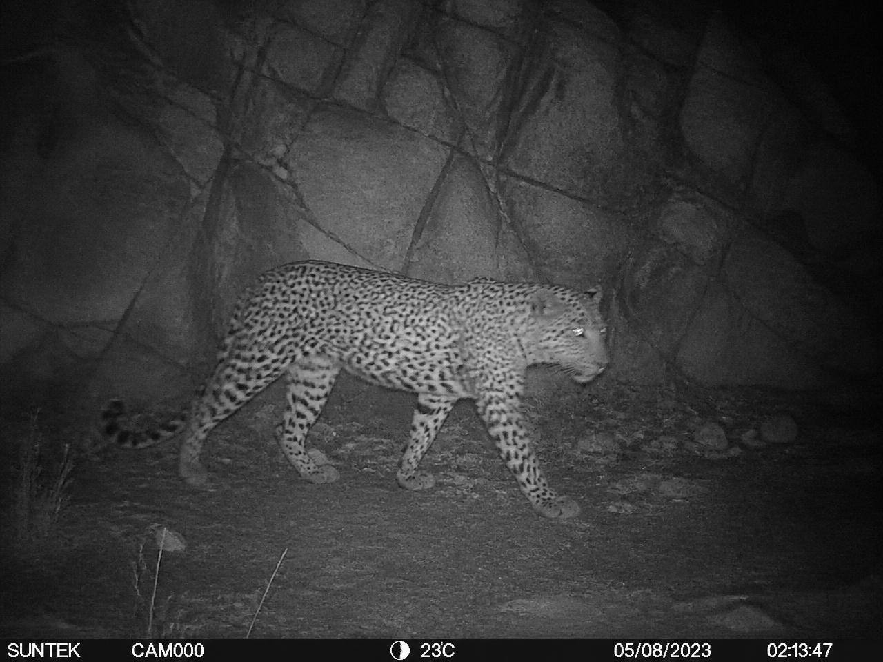 Leopard Night Camera