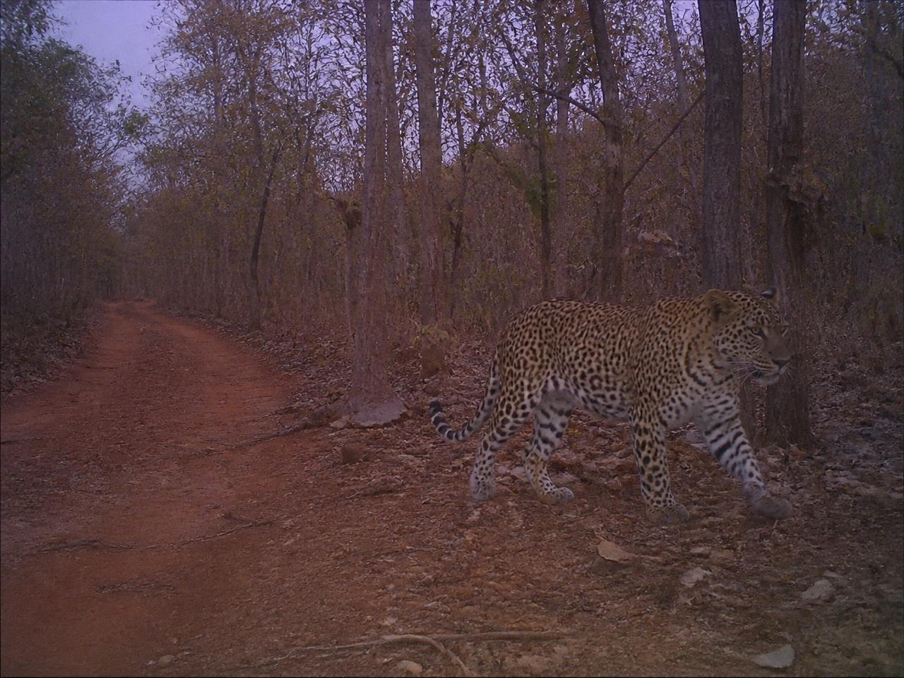 Leopard Trail Camera