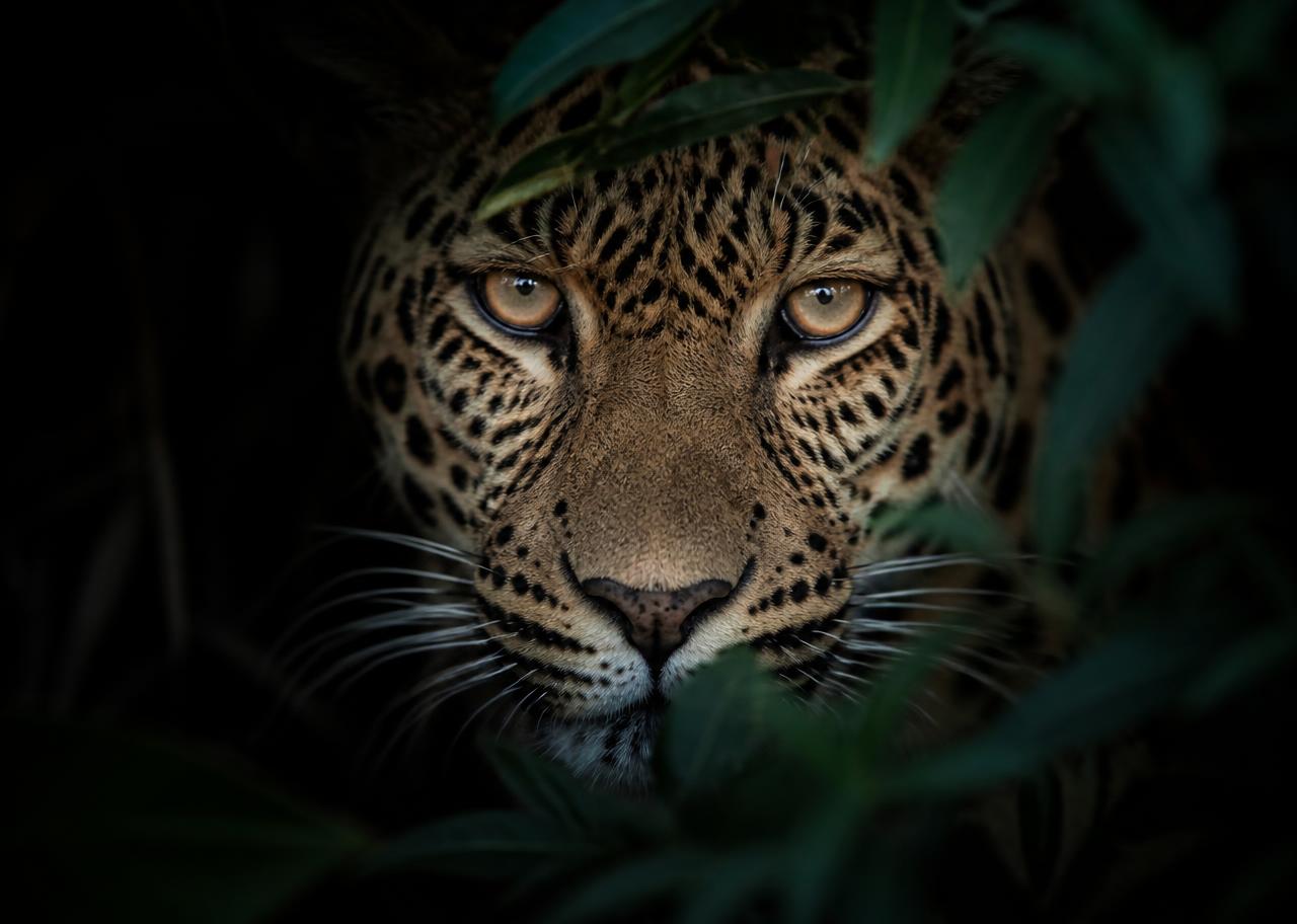 Leopard portrait